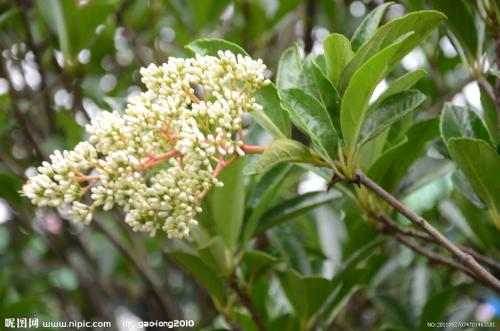 花果山冬青桃