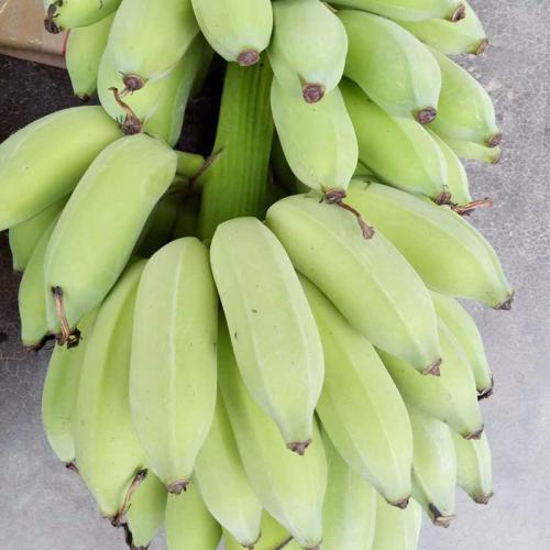 漳州香蕉