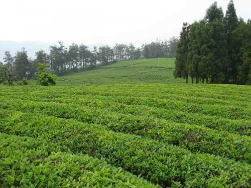 九皇山云雾茶