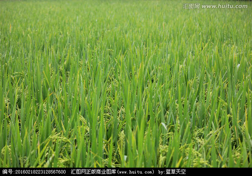 立陡山绿色水稻