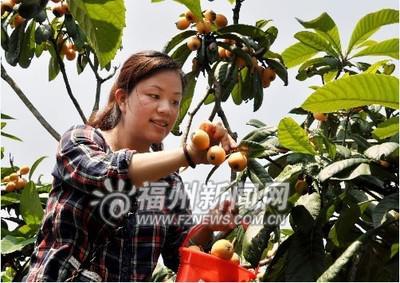 福清太城枇杷