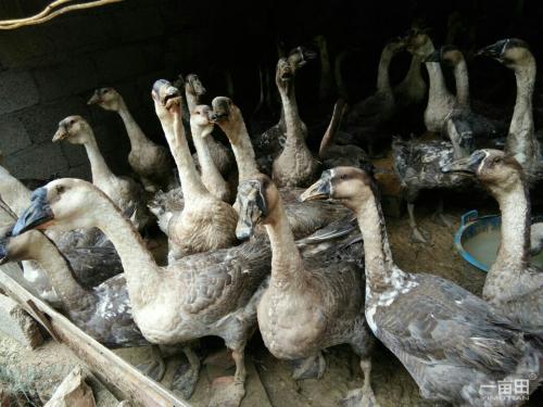 黑脚鹅