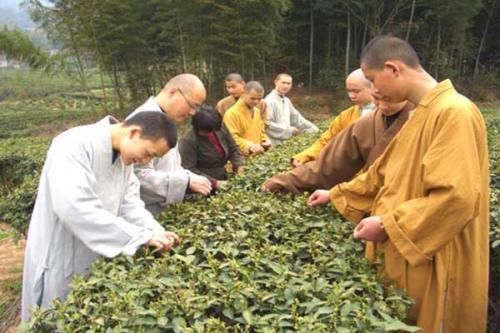 仙人掌茶