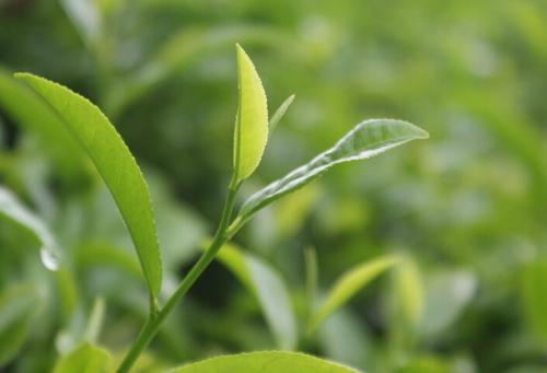 竹溪有机绿茶