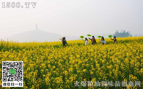 崇龛油菜籽