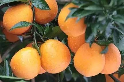  统景梨橙