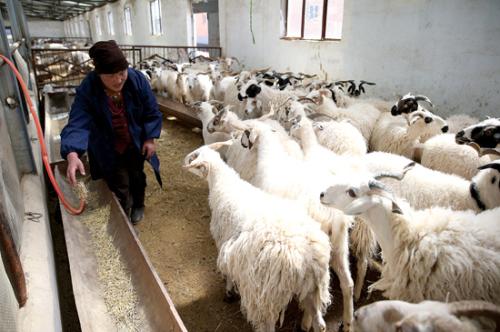 青海果洛玛多县-玛多藏羊