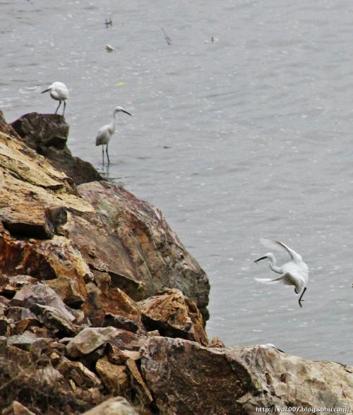 霞浦沙江牡蛎