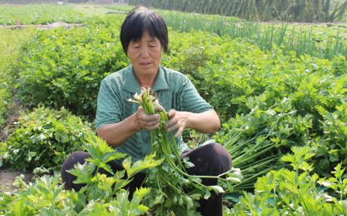 荆家实秆芹菜