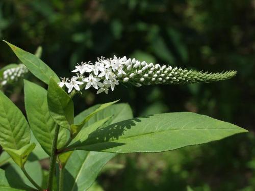 小悟珍珠菜