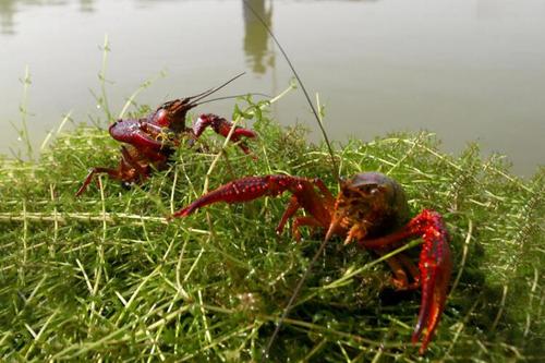 洪泽湖龙虾