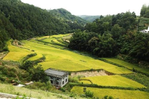 鲍沟贡米