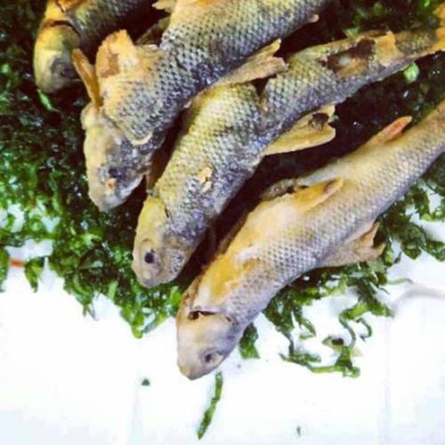  泰山赤磷鱼
