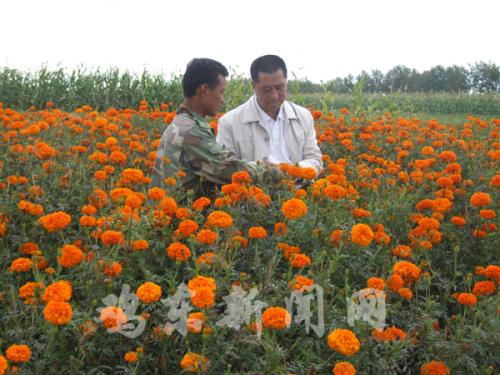 鸡东万寿菊