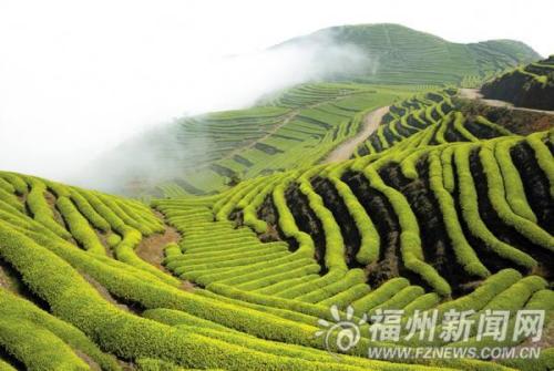 连江长龙乡：名茶“鹿池绿茶”