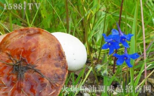 崇礼蘑菇