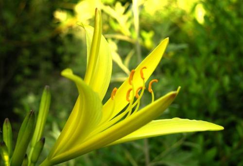 芳林黄花菜