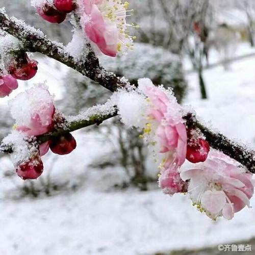 雪冻花