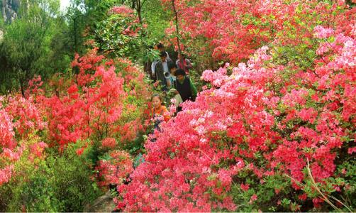 五莲杜鹃花