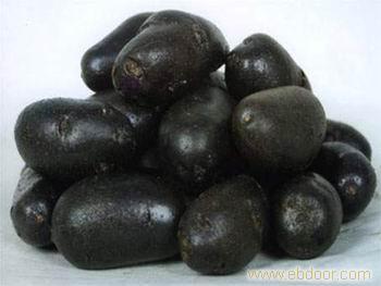 黑马铃薯