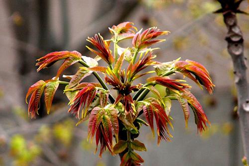  沂水香椿