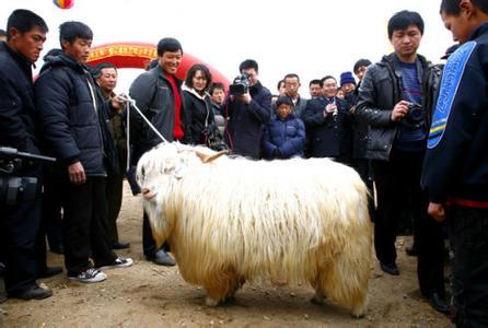 辽宁绒山羊