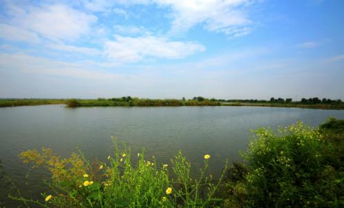 蔡甸沉湖