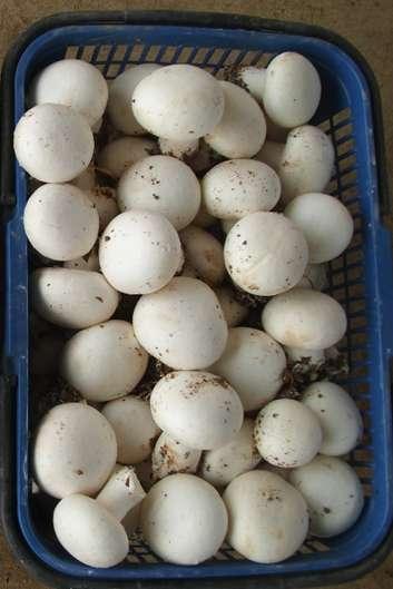  白 色 双 孢 菇