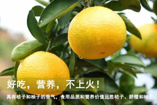 武夷山甜桔柚
