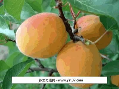 长林岛龙垦杏