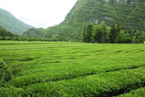 鹤峰富硒茶