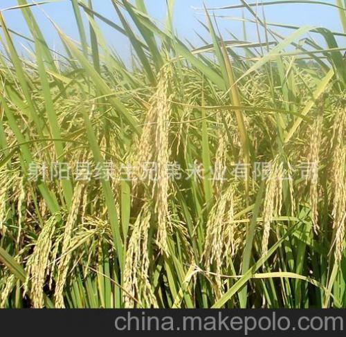 连山有机稻米