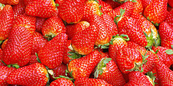 夏家村草莓