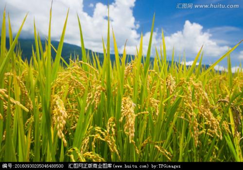 麻辣羊肝花