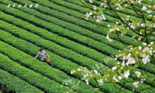  秀山茶叶