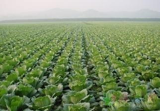  桂林无公害蔬菜