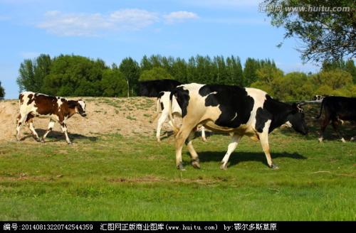 东北塘奶牛