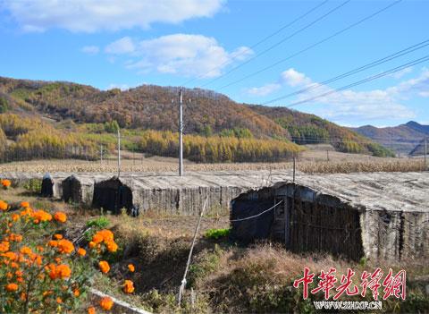 红庙子乡香菇