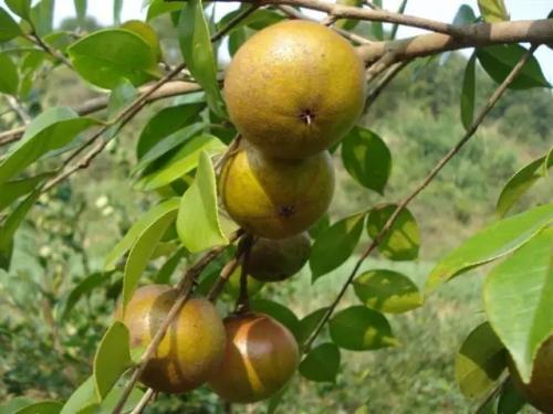 福安油茶油