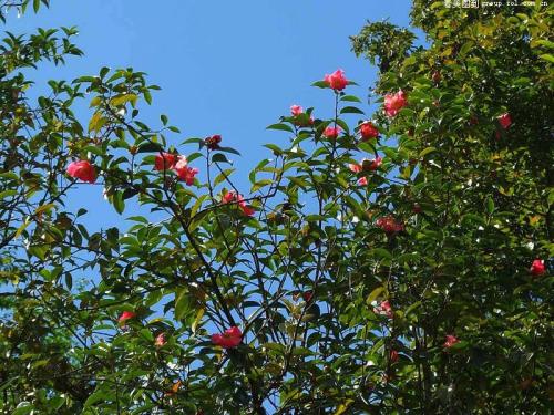 建宁红花油茶