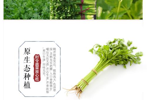  章丘鲍芹