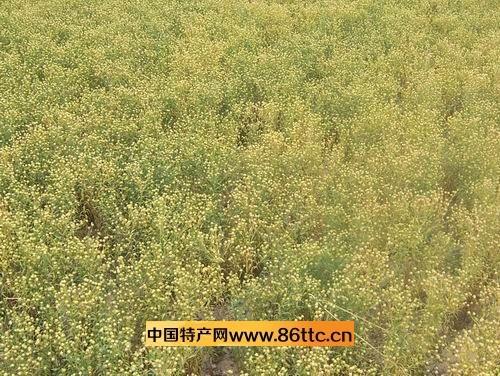 胡麻纸,青山区特产胡麻纸