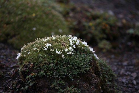 雪灵芝