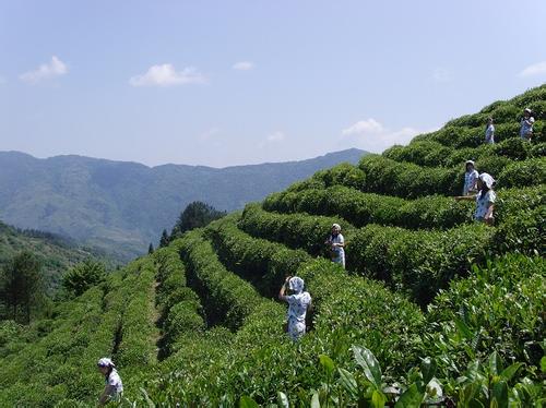 竹溪贡茶