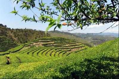 寿宁高山茶