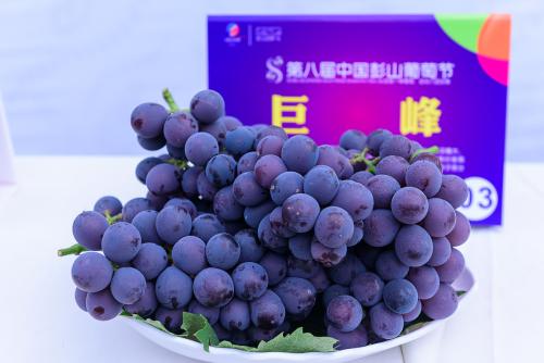 福安巨峰葡萄