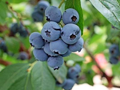  博山蓝莓