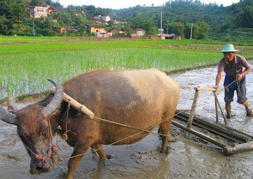 万源老腊肉