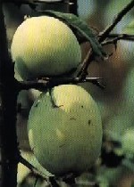 宣木瓜