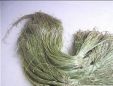 苎麻（青麻）